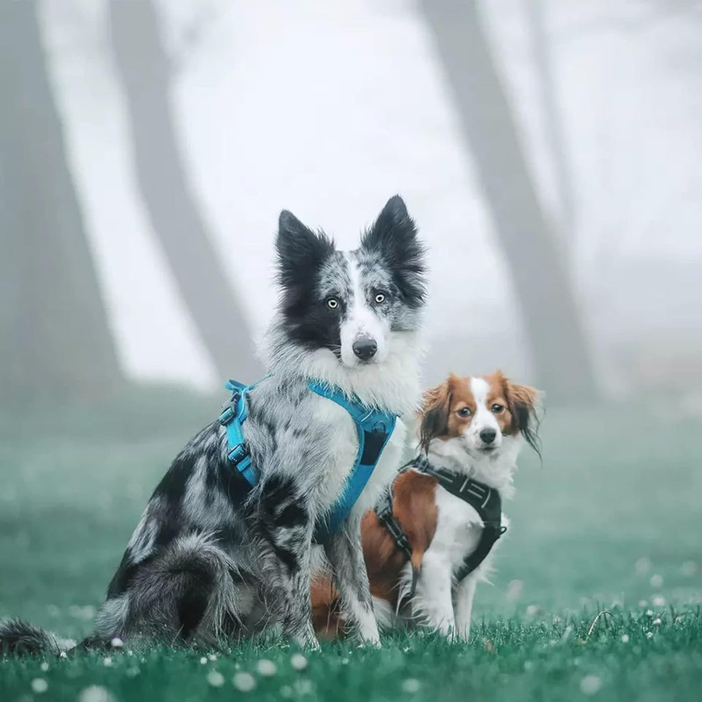 Adjustable No-Pull Dog Harness Reflective Vest, Blue, XS | Front Clip, No-Choke, Soft Padded, Control Handle, anti Escape, Dog Car Harness, Walking and Training, Escape Proof, TLH5651