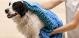 Quick-Dry Microfiber Dog Towel