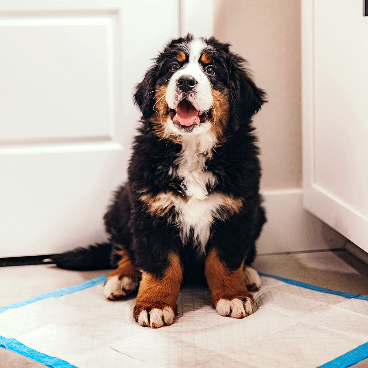 Puppy Pee Pads